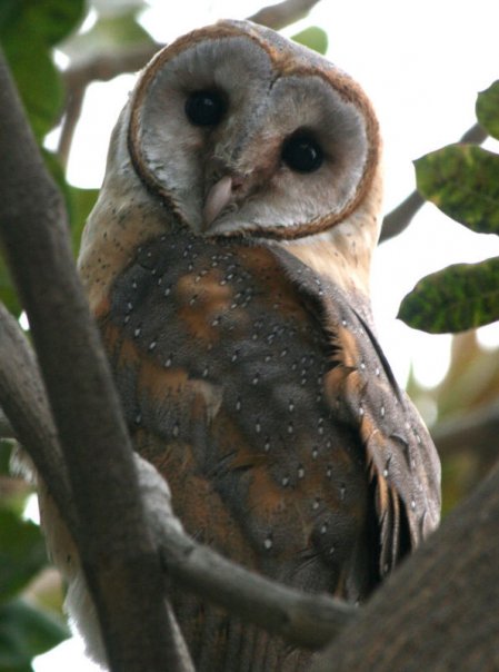 Owl (2)