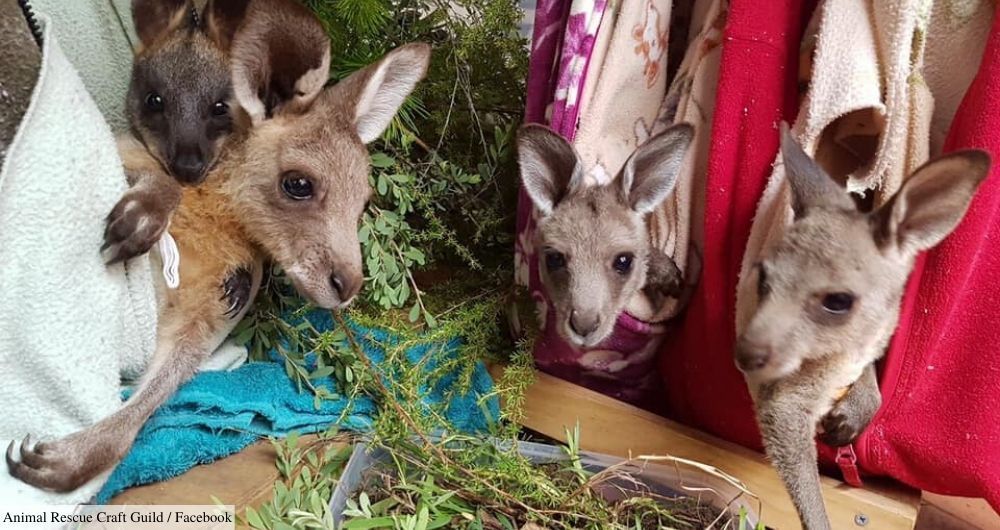 Calling All Crafters – Australia’s Injured Wildlife Need You!