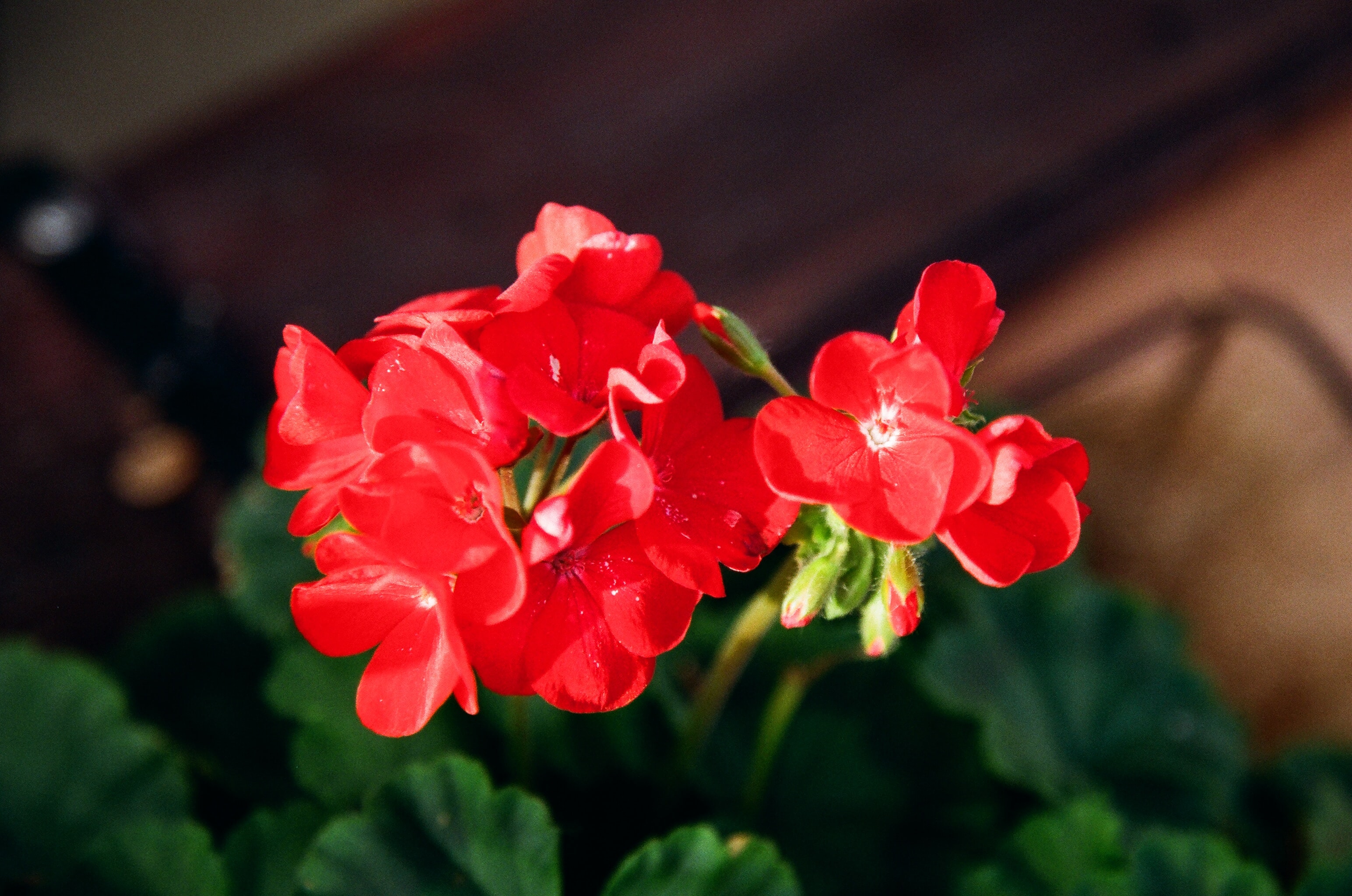 The Geranium Story - Cauldrons and Cupcakes