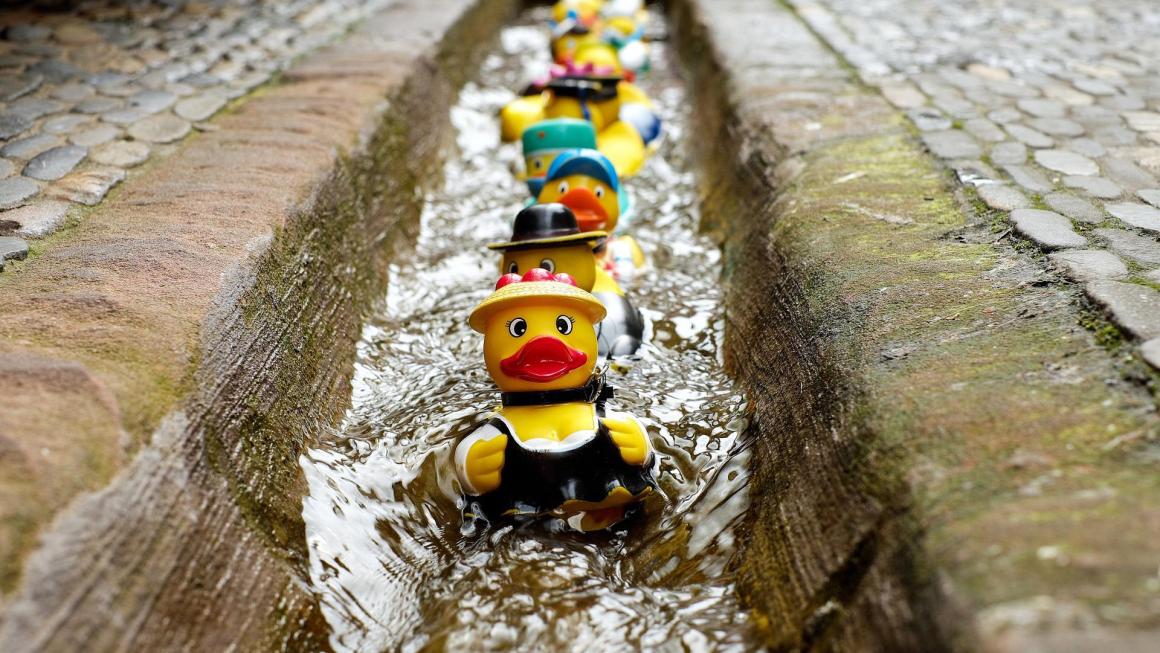 Quack! How’s The Weather Where You Are?